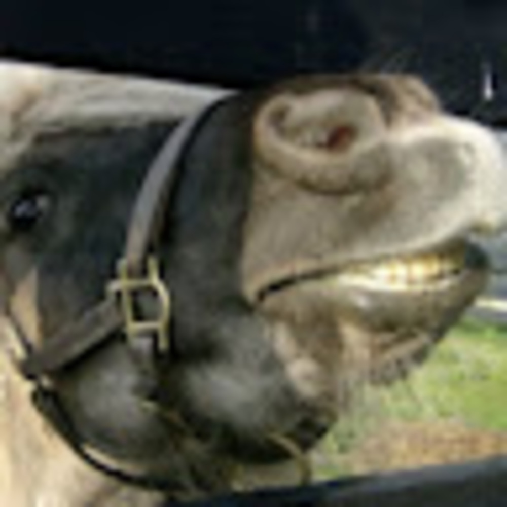 Meet your Posher, Greta